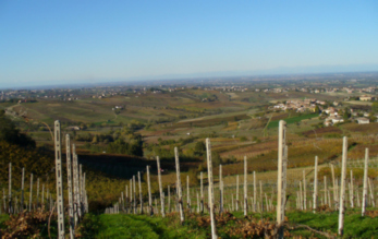 Ferraia Winery 5.jpg